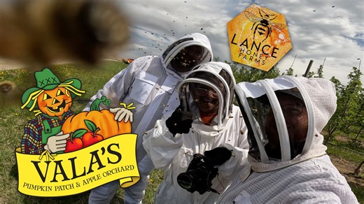 17K views · 161 reactions | Ever seen 1.4 MILLION bees working...