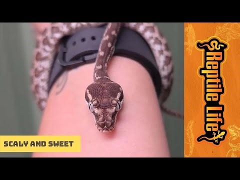Super Friendly Rough-Scaled Python | Reptile Life Adelaide