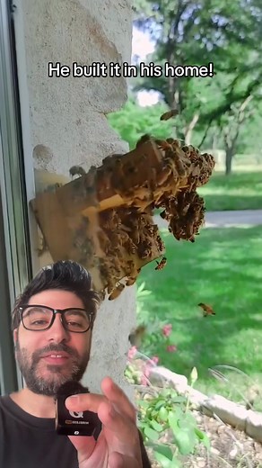 #greenscreenvideo - Beehive Building in Home: A Crazy Invention!