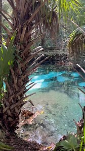 23 reactions | Juniper Springs, Ocala National Forest #florida #floridasprings #flsprings | Florida Springs Passport | Facebook