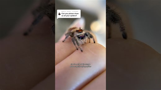 Meet several jumping spiders and explore their tiny custom home
