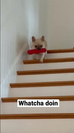 Man’s best friend 🐶 #shorts #dogsofyoutube