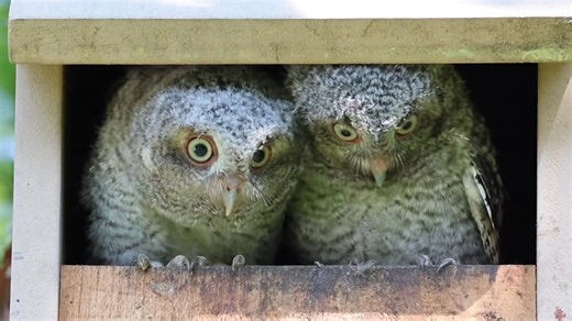 11K views · 341 reactions | A warm welcome for our new residents on Gregory/Lindsay Street, Eastern Screech Owls ready to explore their new home. Thanks, Brian Danforth, for the share! | All Marblehead | Facebook