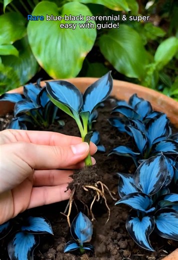 2026’s Must-Have Plant 🌿 Jumpstart Sale — Limited Stock, Don’t Miss It!💙#hosta #hostaseeds #categoryspotlight #growwithme #seedstarting