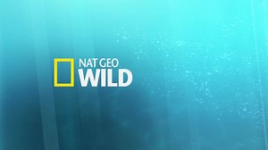 Ce soir nos experts vous donnent rendez-vous sur Nat Geo Wild France ! | Nat Geo Wild France