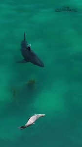 631K views · 3.7K reactions | Can't wait to share this whole 15 minute ordeal with you. This sea lion was pitted against 4 different white sharks in that time span. Stay tuned for the whole sequence. I released another YouTube video today that is equally as interesting, except it was with unsuspecting swimmers. Head over to my channel to watch it. | The Malibu Artist | Facebook