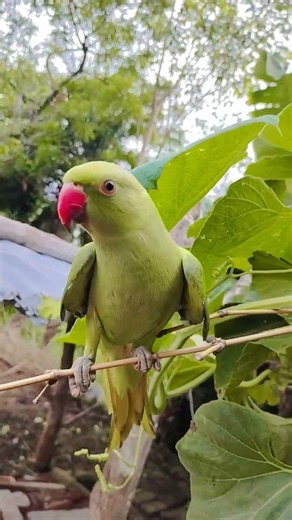 parrot sound 🦜🦜🦜 # #parrot #talkingparot #talkingparot #birds #birds #nonstoptalkingparrot