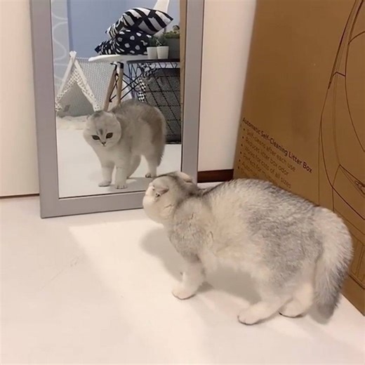Reactions to animals discovering mirrors! | Animals Lovers