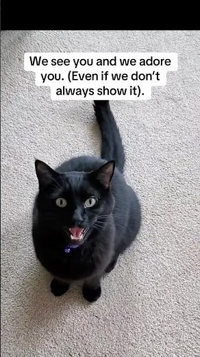 Happy Mother’s Day weekend, cat moms!💐 #happymothersday #catmoms #cats