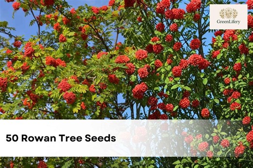 50 Rowan Tree Seeds | Sorbus Aucuparia | European Mountain Ash | Dwarf Ornamental Shrub | Hardy Landscape Plant - Etsy