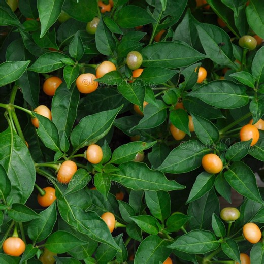 Peach Aji Charapita Pepper Seeds - Rare Tropical Hot Pepper - Etsy