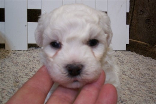 Benjamin - Bichon Frise Puppy 9B1B65