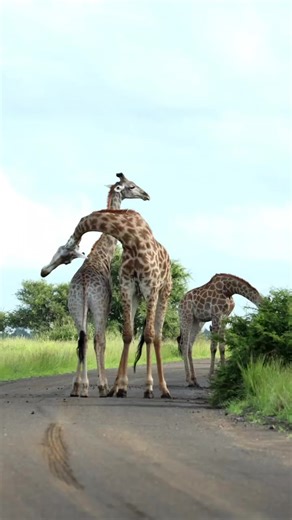 Giraffe Courtship Display Explained: Nature's Romance