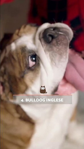 Le 10 RAZZE DI CANI più TRANQUILLE 🐶