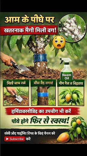 White bugs on mango trees? 😨 The Complete Guide to Mango Mealy Bug Control