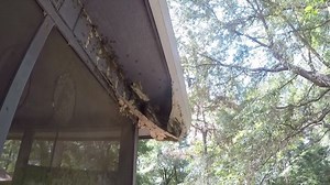 14K views · 72 reactions | Watch as Wildlife Solutions, Inc. is swarmed trying to remove a massive yellow jacket nest. In fact it's called a SUPER NEST. Why scientists warn we could all be seeing more swarms https://www.wkrg.com/top-stories/video-yellow-jacket-super-nest-discovered-in-fairhope/ | WKRG | Facebook