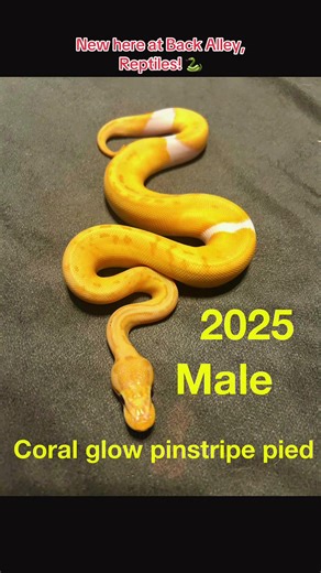 #reptiles #pets #fypシ゚viral #trendingvideos #ballpython @💙Oklahoma💙