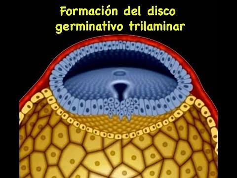 Embryology: Formation of the trilaminar germinal disc