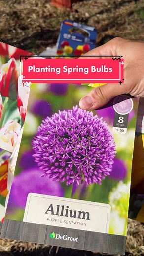 Planting Spring Bulbs in the Garden