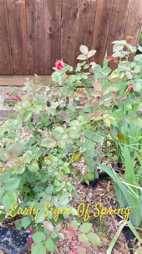 Early Signs Of Spring 🌸 #nature