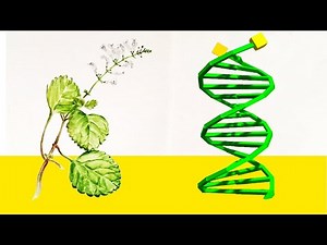 Do virtual plants have DNA? (Artificial evolution simulation)