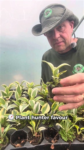 Hosta - The Shade Star That Travelled From Asia