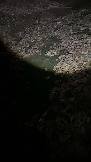 ライブ ハイライト