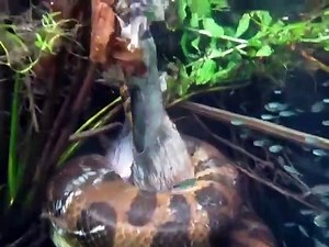 Un anaconda filmé en pleine chasse sous l'eau... terrifiant