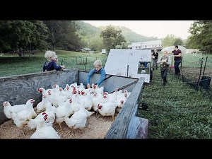 Ultimate Meat Supply: Harvesting 95 Chickens + 13 Turkeys for a Year's Worth of Food