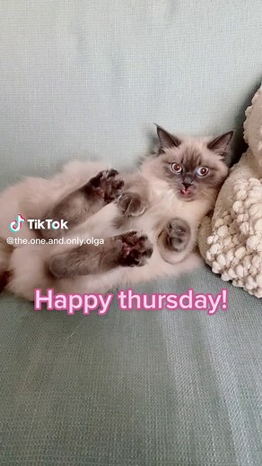 Happy Thursday Cat Meme Compilation