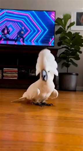 75K views · 3.1K reactions | Parrot Dance World on Reels | Facebook