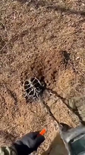 9.2K views · 28 reactions | A metal detector picked up a strong signal deep in the dirt — after digging for a few seconds, an old rusted container was uncovered. Inside were ancient gold bangles, coins, and a broken gold chain buried for years! No face, just raw, satisfying treasure discovery. #MetalDetector #GoldTreasure #TreasureHunt #HiddenGold #AncientGold #BuriedTreasure | Rusty Treasure | Facebook