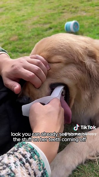 This pet cleaning finger cuff improves oral problems#petlover #pethealth #sanitizer