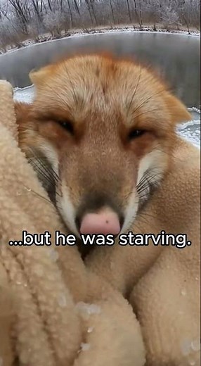 I found a locked cage in the floodwater. I only had seconds to act.