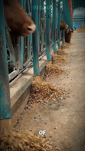 Modern Feed Technology - Automatic Feeding for Cattle through Pipe #AgriculturalInnovation