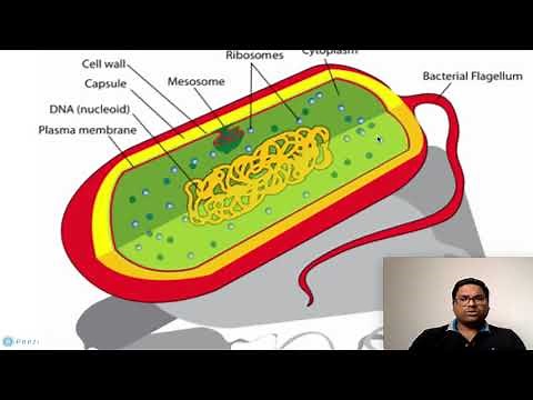 Prokaryotic Cell: Cytoplasm