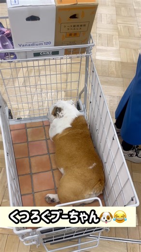 くつろぐキャサリン🐶#short#ブルドッグ #犬のいる暮らし