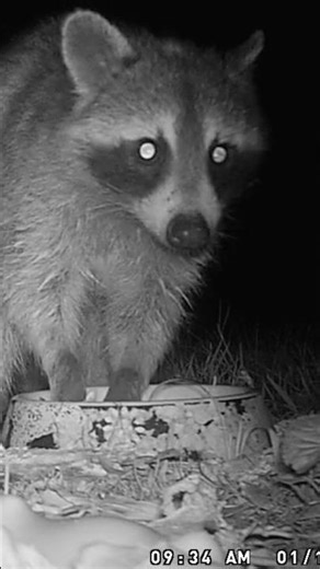 Raccoon washing its hands in a water bowl in Maryland