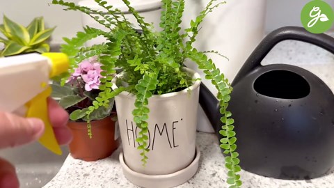 How to care for indoor ferns