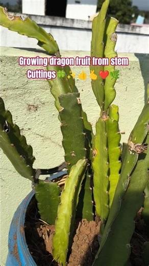 growing drangon fruit plant from. stem cuttings❤️🌿👍🍀🫰✨🍃