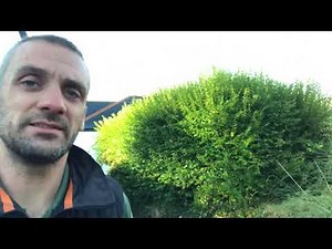 Trimming a Privet Hedge Dave's Gardening Services Cornwall