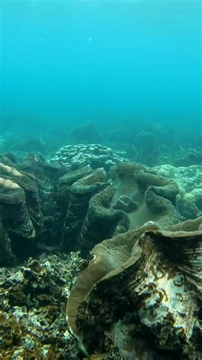 Check out these incredible giant clams! 🤿 Tucked away in the village of Savaia on Upolu’s southern coast, the Giant Clam Sanctuary is a hidden gem dedicated to preserving these vibrant marine wonders. Their stunning colors and intricate patterns offer unforgettable snorkeling in Samoa’s pristine waters. 🐚 Plan your visit: https://www.samoa.travel/plan-book/activities/savaia-giant-clam-sanctuary/ #Samoa #BeautifulSamoa #BeautifulAwaits #WhereOurAdventureBegins #SamoaTravel #ParadiseFound #Tropi