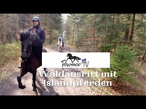 Waldausritt mit Islandpferden - das Beste was man am Sonntag machen kann...