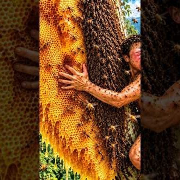 They risked everything for the giant honeycomb on a 150 meter tall ancient tree