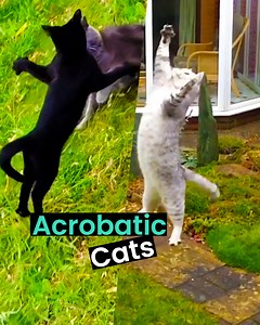 Acrobats? More like acroCATS 😸🙀 | Animal Antics