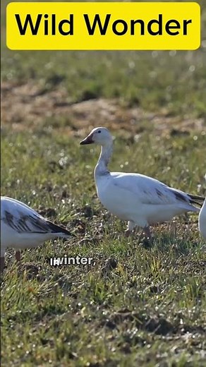 Long-Tailed Duck – Arctic Diver with a Winter Song