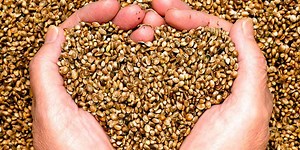 Here are Some Amazing Benefits Of Hemp Seeds | Herzindagi