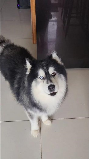 Siberian husky diet 😋 Quick and healthy home made food for dogs ✨️🐶