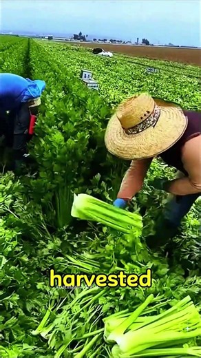 How Your Celery is ACTUALLY Harvested! #shortvideo #farming #agriculture #garden #vegetable #harvest