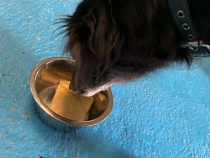 2K views · 73 reactions | Many of our dogs and even cats have been enjoying Pancakes today, if you didn’t see it earlier we’ve posted our recipe on our story now too  | Newcastle Dog & Cat Shelter | Facebook